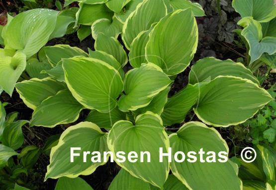 Hosta Summer Fragrance